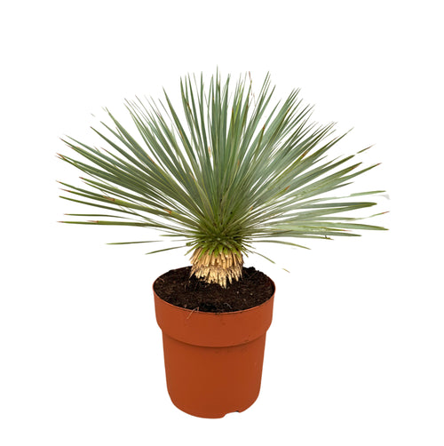 Trendyplants - Yucca Rostrata op stam - Winterhard - Tuinplant - Hoogte 60-80 cm - Potmaat Ø27cm - vtwonen shop