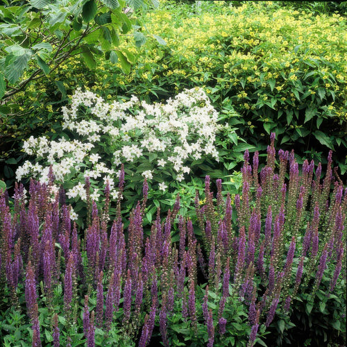 Trendyplants - Salvia Nemorosa 'Ostfriesland' - 12 stuks - Salie - Winterhard - Hoogte 10-25cm - Potmaat Ø9cm - vtwonen shop