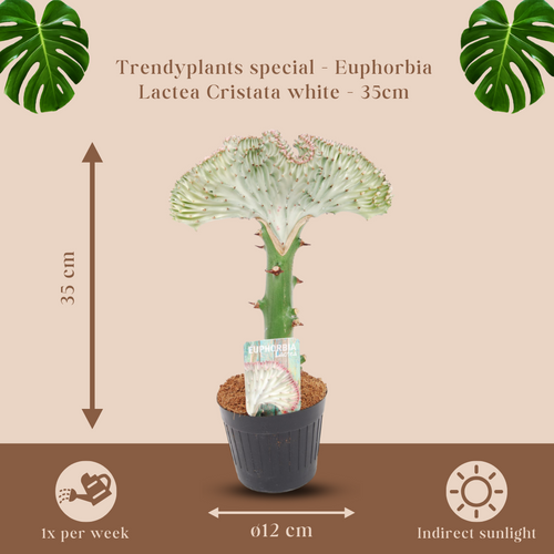 Trendyplants special - Euphorbia lactea Cristata wit - Cactus - Hoogte 25-45 cm - Potmaat Ø12cm - vtwonen shop