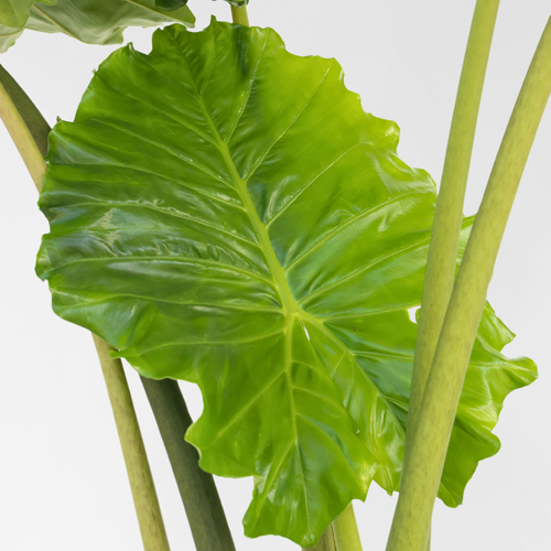 Plant in a Box kamerplant Alocasia Portodora - hoogte 110-120cm - pot 32cm - vtwonen shop