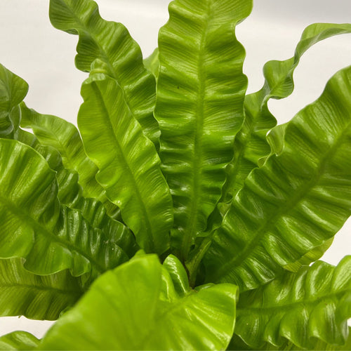 Plant in a Box kamerplant Air Purifying Mix - hoogte 25-40cm - pot 12cm - vtwonen shop