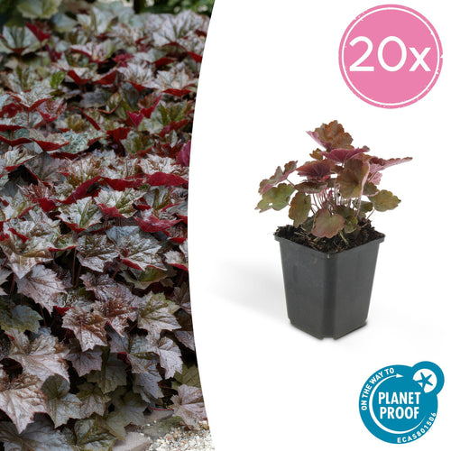 Trendyplants - Heuchera micrantha 'Palace Purple' - 20 stuks - Purperklokje - Winterhard - Hoogte 20-30 cm - Potmaat Ø9cm - vtwonen shop