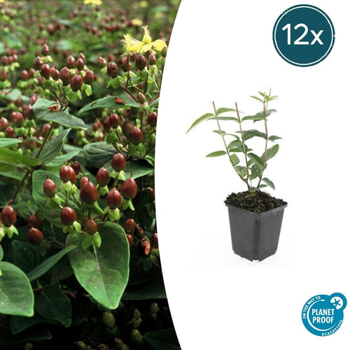 Trendyplants - Hypericum inodorum - 12 stuks - Hertshooi - Winterhard - Hoogte 10-30 cm - Potmaat Ø9cm - vtwonen shop