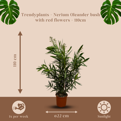 Trendyplants - Nerium Oleander struik met rode bloem - Hoogte 100-120 cm - Tuinplant - Potmaat Ø22cm - vtwonen shop