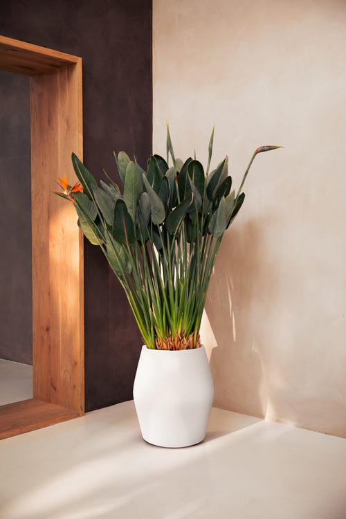elho june split high 46 linnen wit | Bloempot |Premium statementdesign