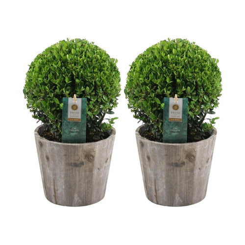 Trendyplants - Ilex crenata 'Jenny' in houten pot - Buxus bol - set van 2 stuks  - Winterhard - Hoogte 25-45 cm - Potmaat Ø20cm - vtwonen shop