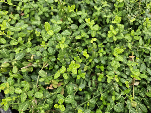 Trendyplants - Euonymus fortunei 'Minimus' - 24 stuks - Kardinaalshoed - Winterhard - Hoogte 10-30 cm - Potmaat Ø9cm - vtwonen shop