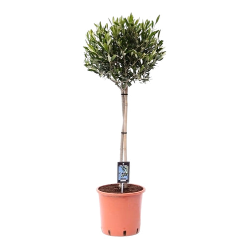 Trendyplants - Olea Olijf - Olijfboom - Tuinplant - Hoogte 90-110 cm - Potmaat Ø22cm - vtwonen shop