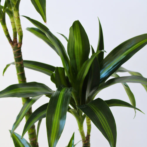 Plant in a Box kamerplant Dracaena surculosa Hawaiian Sunshine - hoogte 130-140cm - pot 24cm - vtwonen shop