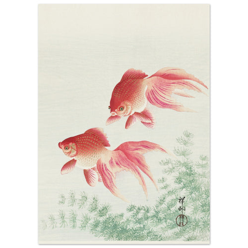 Ohara Koson - Two veil goldfish   poster 50x70 cm - vtwonen shop