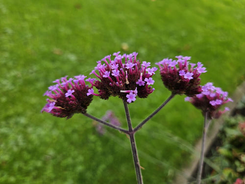 Trendyplants - Verbena bonariensis 'Lollipop' - 24 stuks - IJzerhard - Winterhard - Hoogte 10-30 cm - Potmaat Ø9cm - vtwonen shop
