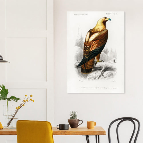 Artfulprints  Charles Dessalines d'Orbigny - Eastern imperial eagle (aquila heliaca)   poster 70x100 cm - vtwonen shop