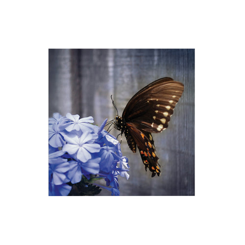 Art for the Home Buitencanvas - Vlinder op een bloem - 50x50cm