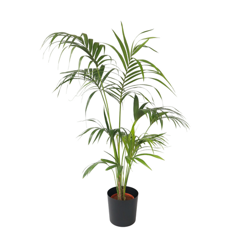 Plant in a Box Howea Forsteriana - Kentiapalm - XXL kamerplant - Pot 24cm - Hoogte 150-170cm - vtwonen shop