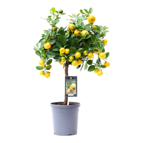 Trendyplants - Citrus Calamondin - Sinaasappelboom - Tuinplant - Hoogte 35-55 cm - Potmaat Ø15cm - vtwonen shop