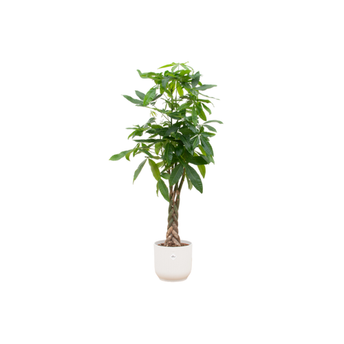 Trendyplants - Pachira Aquatica inclusief elho Vibes Fold Round wit - 160 cm - Ø30cm - vtwonen shop