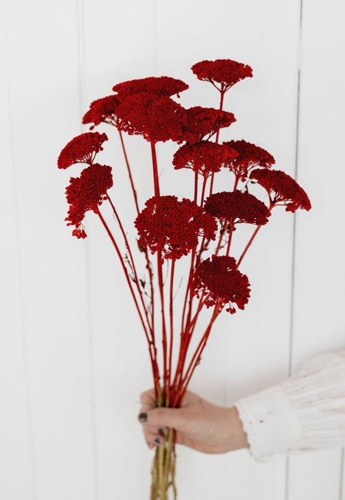 My Flowers.shop Rood gedroogd Duizendblad | Rode Achillea Parker droogbloemen | 10 stelen per bos | Lengte 65 centimeter - vtwonen shop