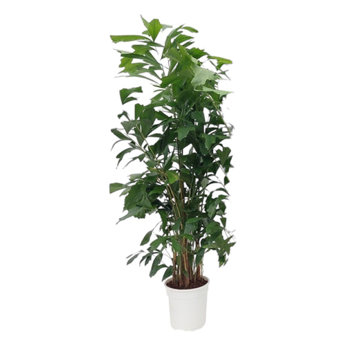 Trendyplants - Caryota Mitis - Visstaartpalm - Kamerplant - Hoogte 160-180 cm - Potmaat Ø24cm - vtwonen shop