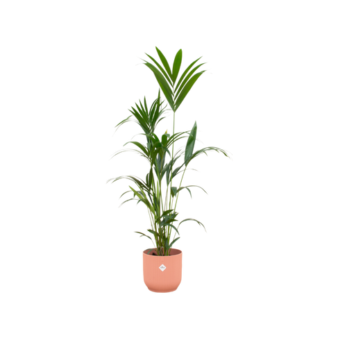 Trendyplants - Kentia palm inclusief elho Vibes Fold Round roze - 160 cm - Ø30cm - vtwonen shop