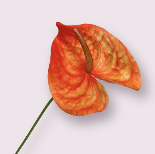 My Flowers.shop Oranje anthurium zijden bloem | Lengte 66 centimeter | Per stuk - vtwonen shop