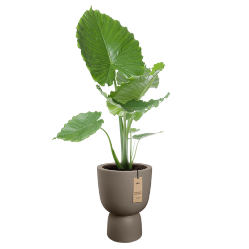 elho amber coupe 41 burnt umber | Bloempot |Premium statementdesign