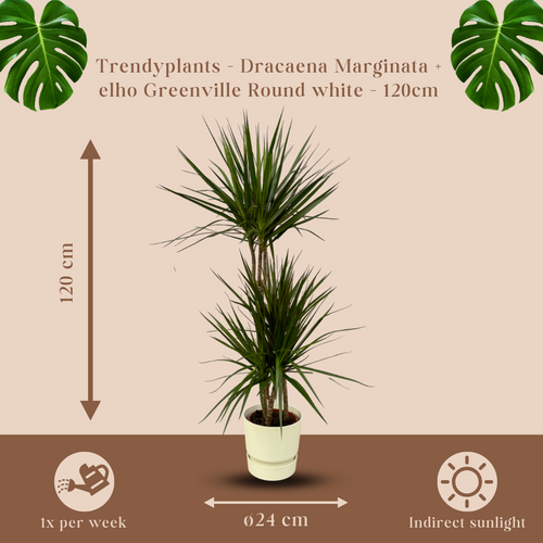 Trendyplants - Dracaena Marginata - ↨120cm - Ø21cm inclusief elho Greenville Round wit Ø24cm x ↨23cm - vtwonen shop