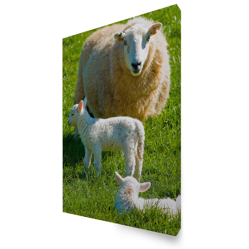 Art for the Home Buitencanvas - Schapenfamilie - 70x50cm