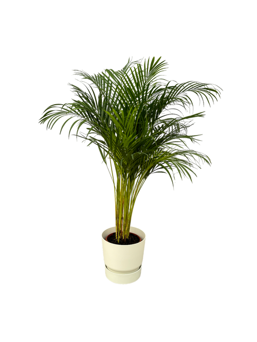 Trendyplants - Areca palm - ↨130cm - Ø24cm inclusief elho Greenville Round wit Ø30cm x ↨28cm - vtwonen shop