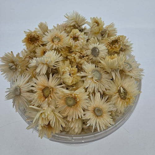 Koppen Witte Helichrysum - Strobloemen | In hersluitbare emmer | Gewicht ± 100 gram - vtwonen shop