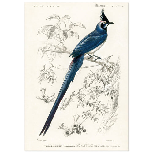 Artfulprints Poster met Lijst Charles Dessalines d'Orbigny - Black-throated magpie-jay (pica colliei)   - A4 21x29.7 cm - Blauw