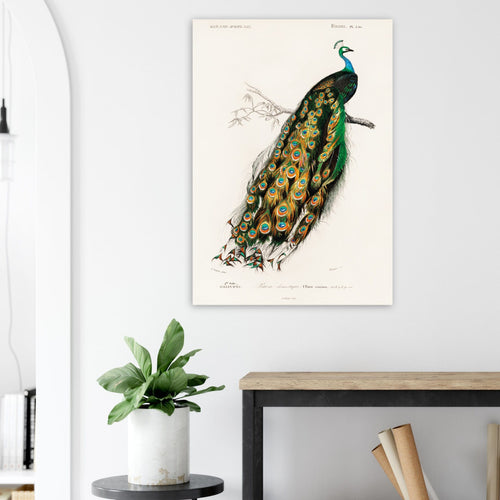 Artfulprints  Charles Dessalines d'Orbigny - Indian peafowl (pavo cristatus)   poster A4 21x29.7 cm - vtwonen shop