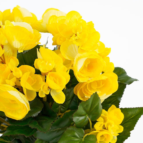 Mica Decorations Begonia Kunstplant in Bloempot Stan - H30 x Ø25 cm - Geel