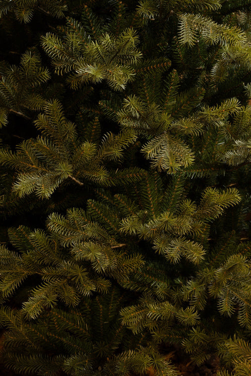 Black Box Trees Clive Kunstkerstboom - H155 x Ø109 cm - Groen - vtwonen shop