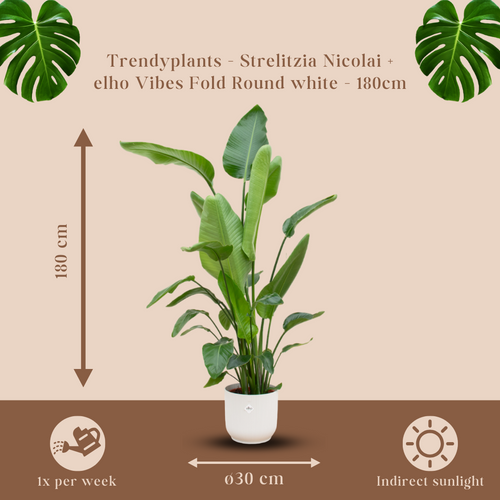 Trendyplants - Strelitzia Nicolai inclusief elho Vibes Fold Round wit - 170 cm - Ø30cm - vtwonen shop