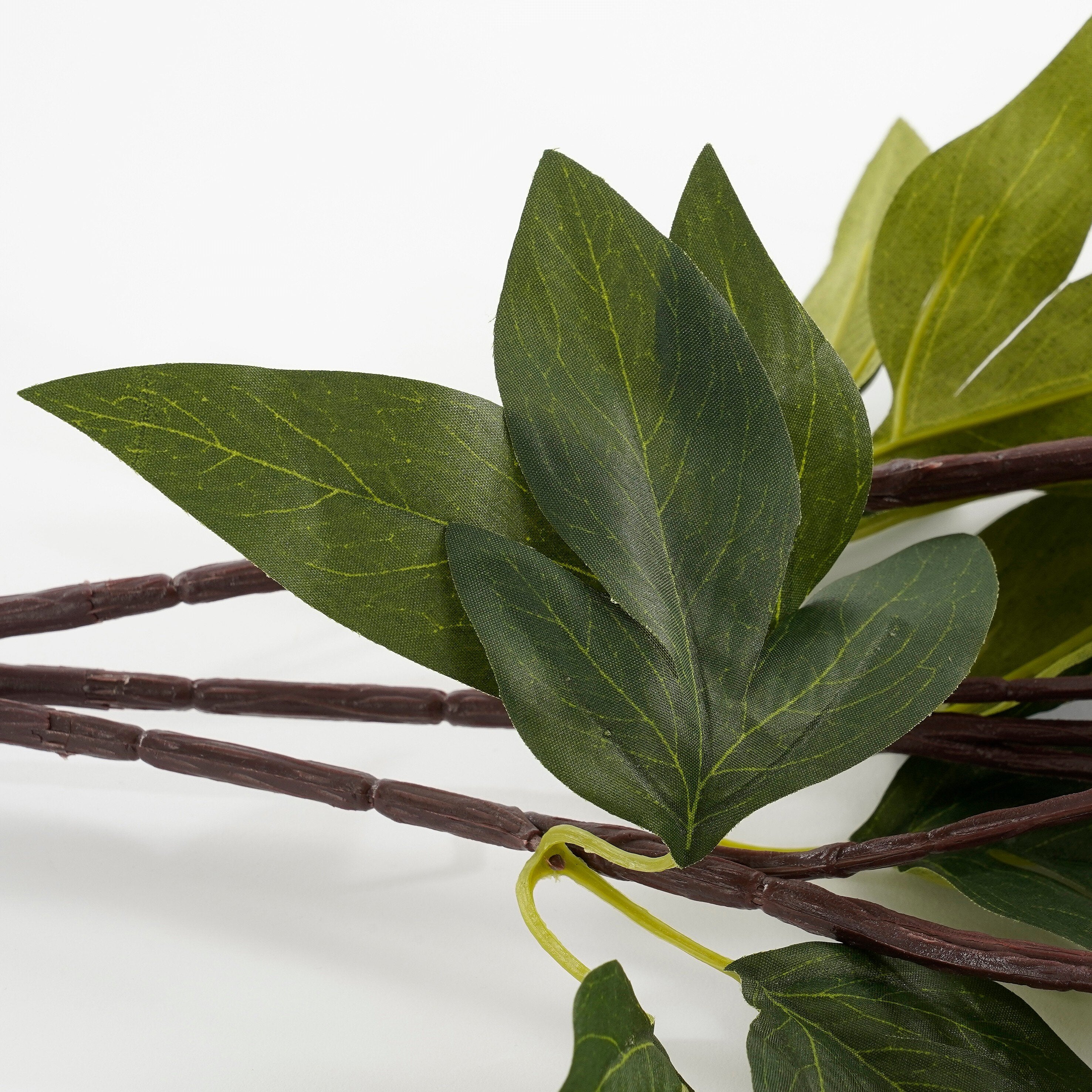 Pioenroos planten: wanneer en hoe doe je dat? - Gardeners World