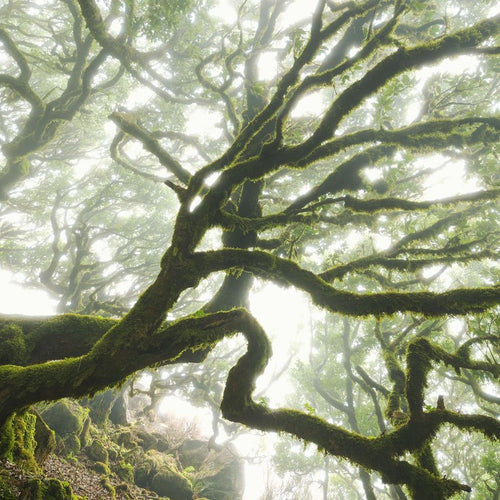 Sanders & Sanders fotobehang bos groen - 400 x 250 cm - 612387
