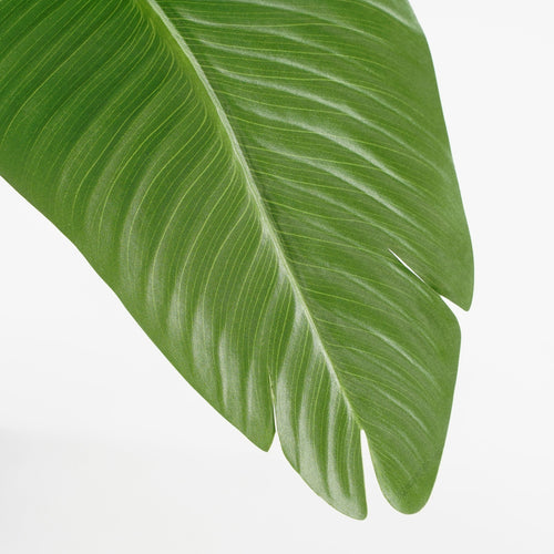Mica Decorations Kunstplant Bananenboom - H120 x Ø30 - Groen