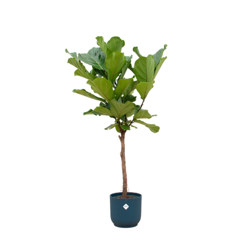 Trendyplants - Ficus Lyrata stam inclusief elho Vibes Fold Round blauw - 160 cm - Ø30cm - vtwonen shop