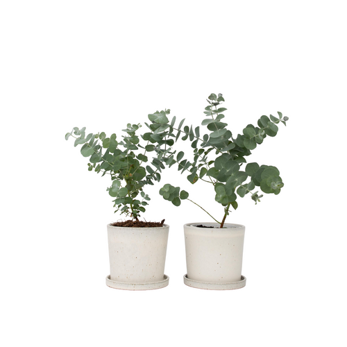 Plant in a Box Eucalyptus Pulverulenta 'Babyblauw' - Set van 2 - Pot 13cm - Hoogte 25-40cm - vtwonen shop