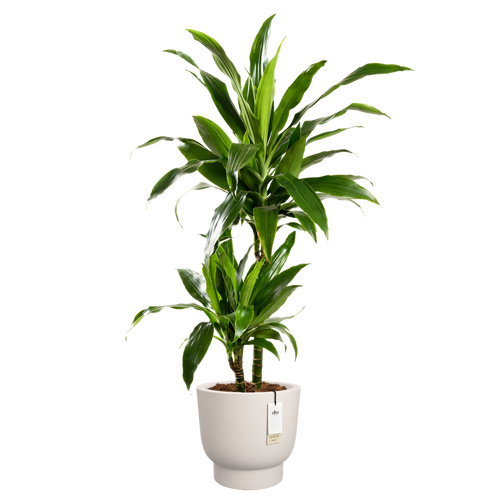 elho amber grail 47 linnen wit | Bloempot |Premium statementdesign