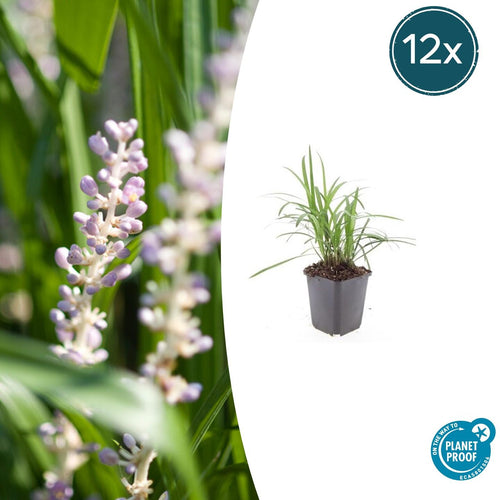 Trendyplants - Liriope muscari 'Monroe White' - 12 stuks - Leliegras - Winterhard - Hoogte 10-30 cm - Potmaat Ø9cm - vtwonen shop