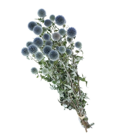 My Flowers.shop Natuurlijk blauwgrijze Kogeldistels | Echinops droogbloemen | Lengte ± 65 cm | Per stuk - vtwonen shop