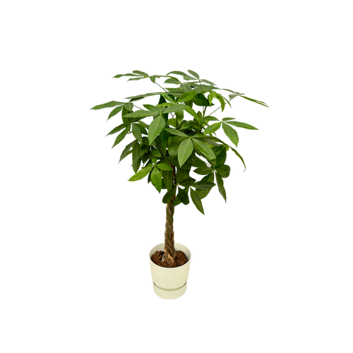 Trendyplants - Pachira Aquatica inclusief elho Greenville Round wit - 160 cm - Ø30cm - vtwonen shop