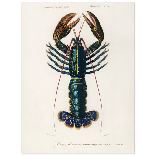 Artfulprints Poster Charles Dessalines d'Orbigny - Crimson crawfish (palemon ornatum)   - 50x70 cm - Blauw