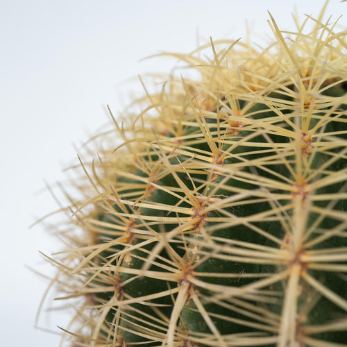 Plant in a Box cactus Echinocactus Grusonii - hoogte 40-45cm - pot 25cm - vtwonen shop