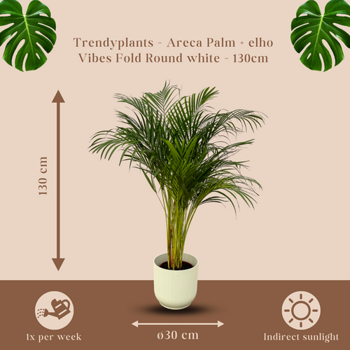 Trendyplants - Areca palm - ↨130cm - Ø24cm inclusief elho Vibes Fold Round wit Ø30cm x ↨27cm - vtwonen shop