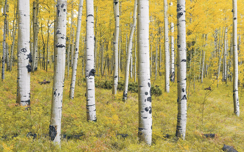 Sanders & Sanders fotobehang bos geel en groen - 400 x 250 cm - 612536