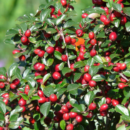 Trendyplants - Cotoneaster dammeri 'Major' - 20 stuks - Dwergmispel - Winterhard - Hoogte 20-30 cm - Potmaat Ø9cm - vtwonen shop