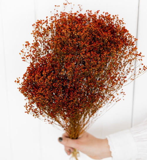 My Flowers.shop Oranje gedroogde Brem | Oranje Broom Bloom droogbloemen | Lengte ± 60 cm | Per bos - vtwonen shop