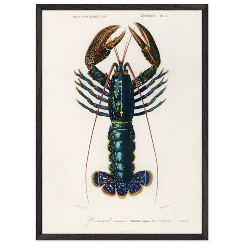Artfulprints Poster met Lijst Charles Dessalines d'Orbigny - Crimson crawfish (palemon ornatum)   - 50x70 cm - Blauw